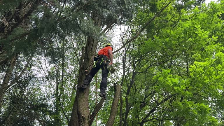 Best Storm Damage Tree Cleanup  in Loxahatchee Groves, FL